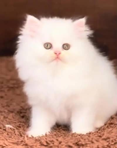 (Persian female kitten) (for sale all) (Pakistan delivery available)