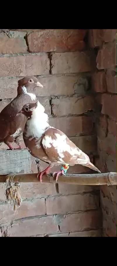 Red singhara guaranteed pair