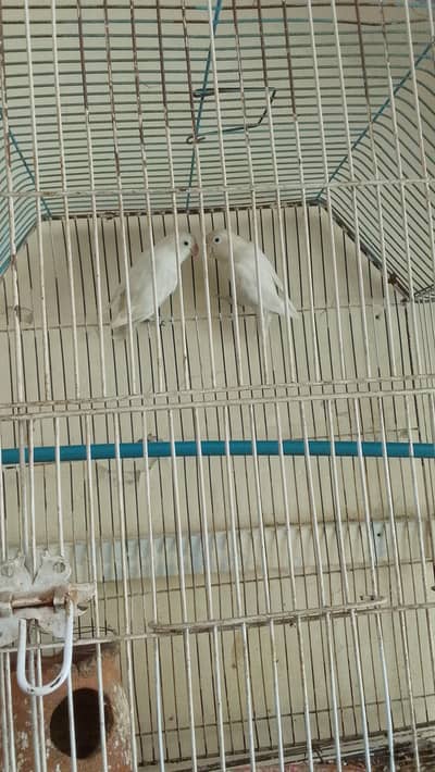 brider Pair ha