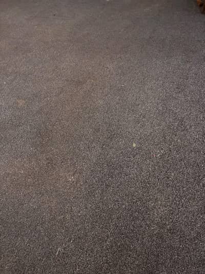 Grey color