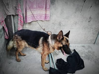 German shepherd dogs male