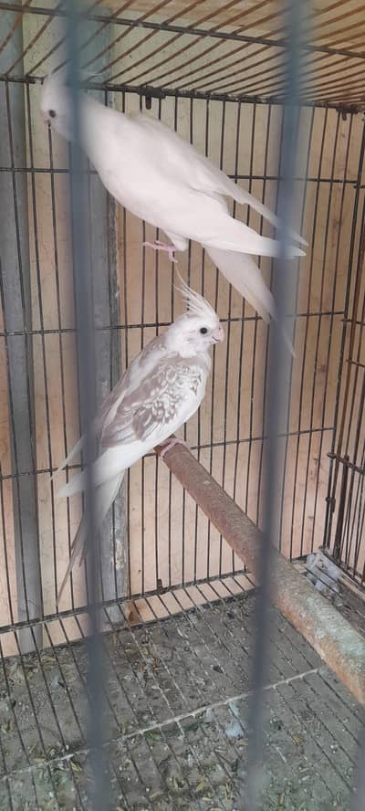 breder pair for sale  price 8000