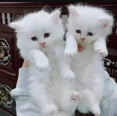 Persian cat for sale 2 month age available