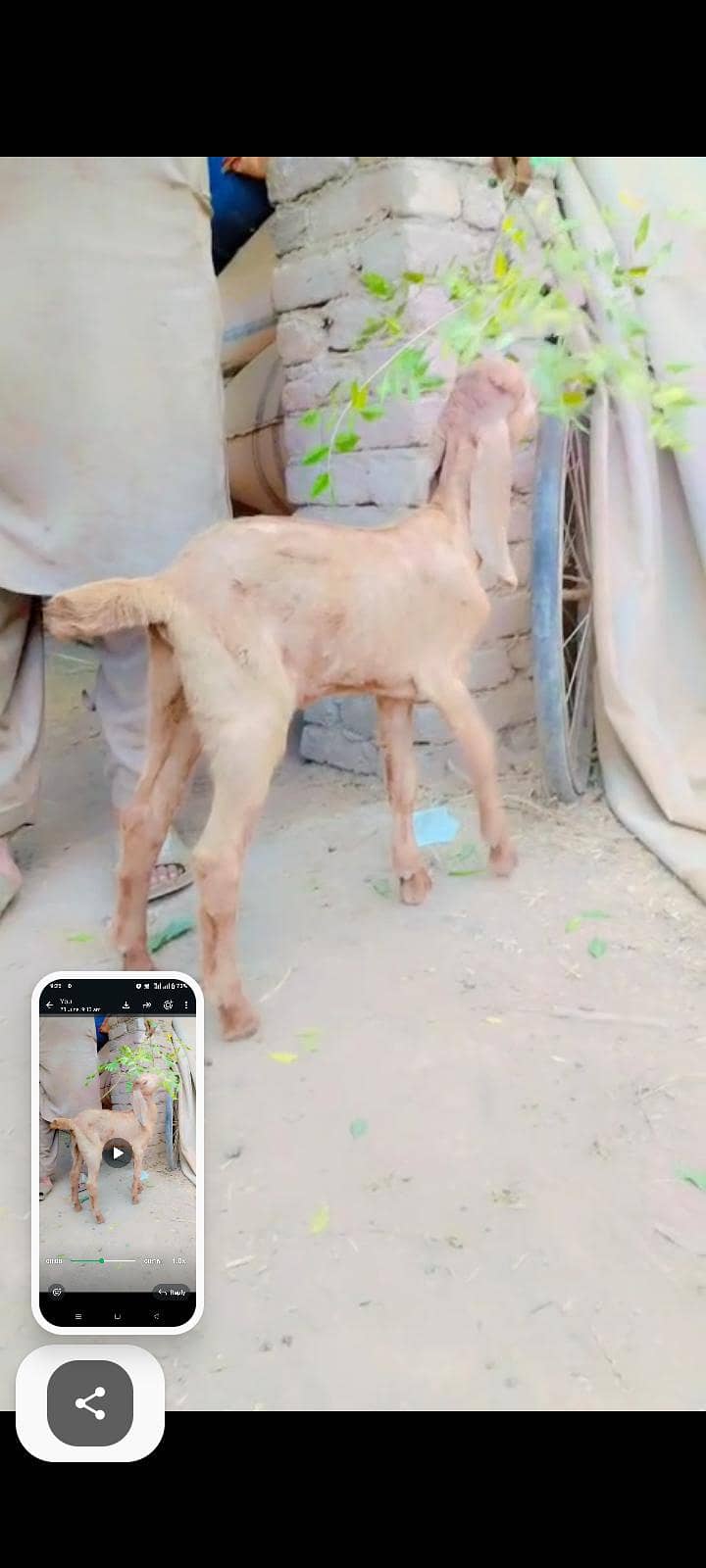 اوریجنل مکی چینی بریڈ 0
