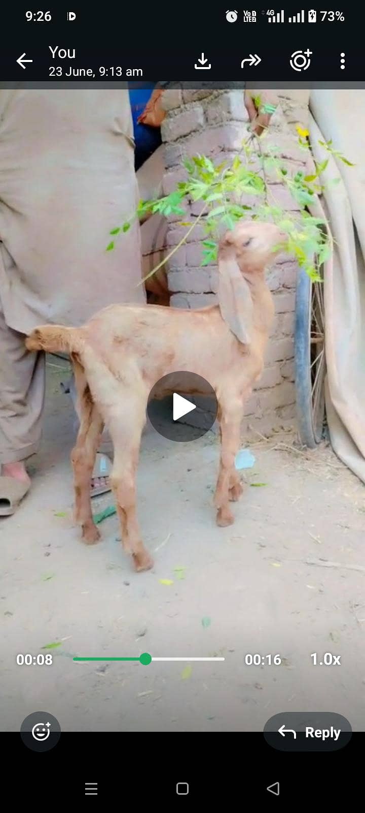 اوریجنل مکی چینی بریڈ 1