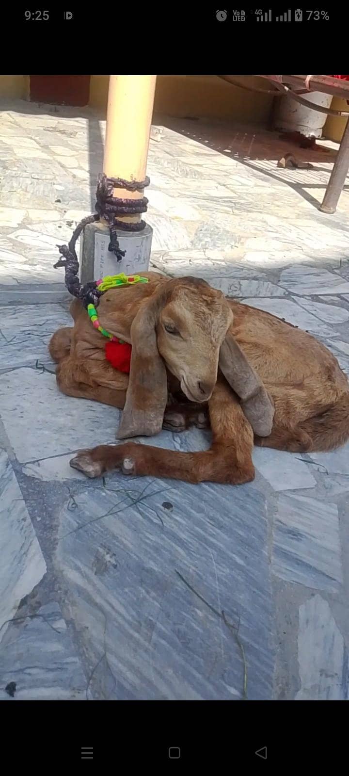 اوریجنل مکی چینی بریڈ 2