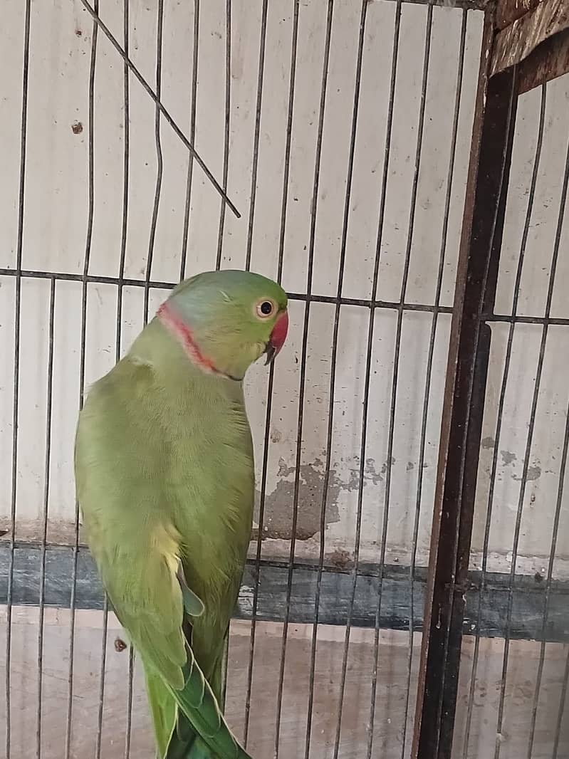 Ring neck 1