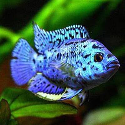 blue jack dempsey