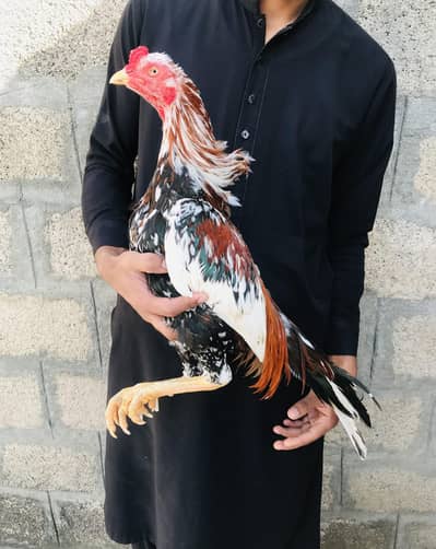 High Quality Aseel Birds Available For Sale. Interested Person Contact
