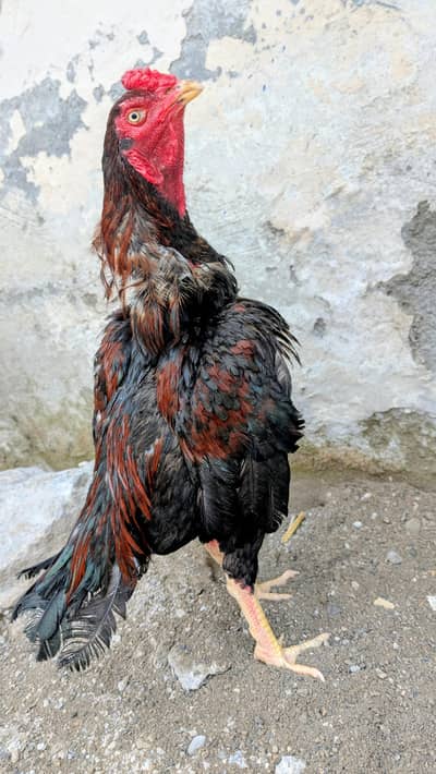 High Quality Aseel Birds Available For Sale. Interested Person Contact