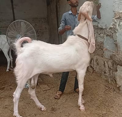 Pure Gulabi Bakra Breeder