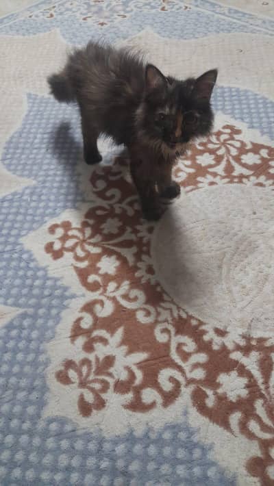 beautiful Persian cat