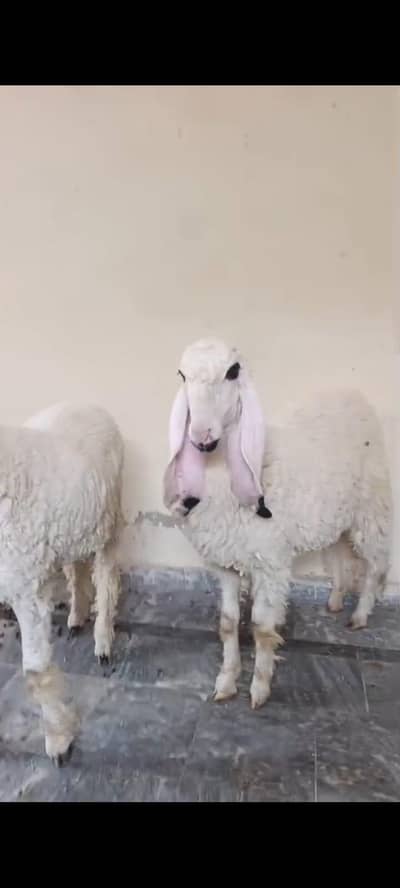 Chatray For Sale Sargodha Breed