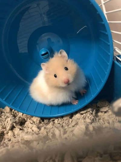hamster & guinea pigs available