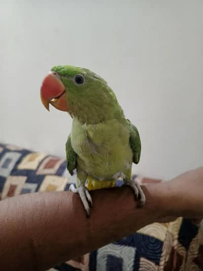 raw parrot confirm ni ha male k female ha