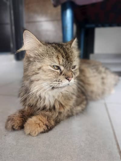 Persian cat