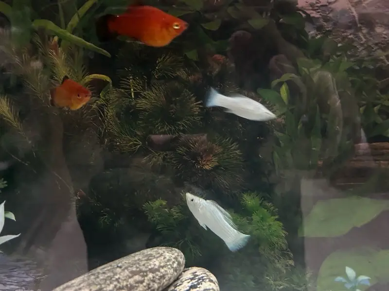 breeder pair molly and platy