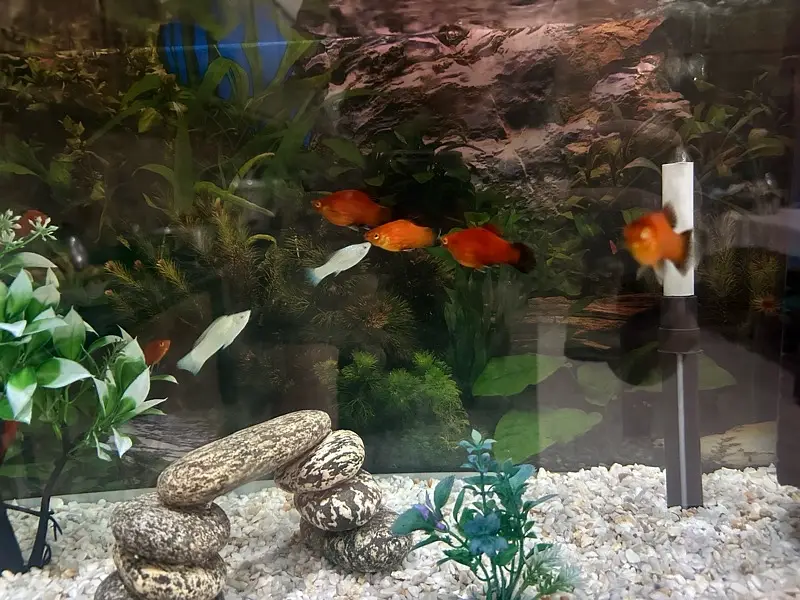 breeder pair molly and platy — photo 2