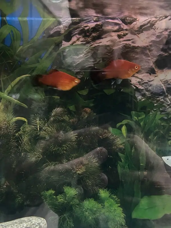 breeder pair molly and platy — photo 3