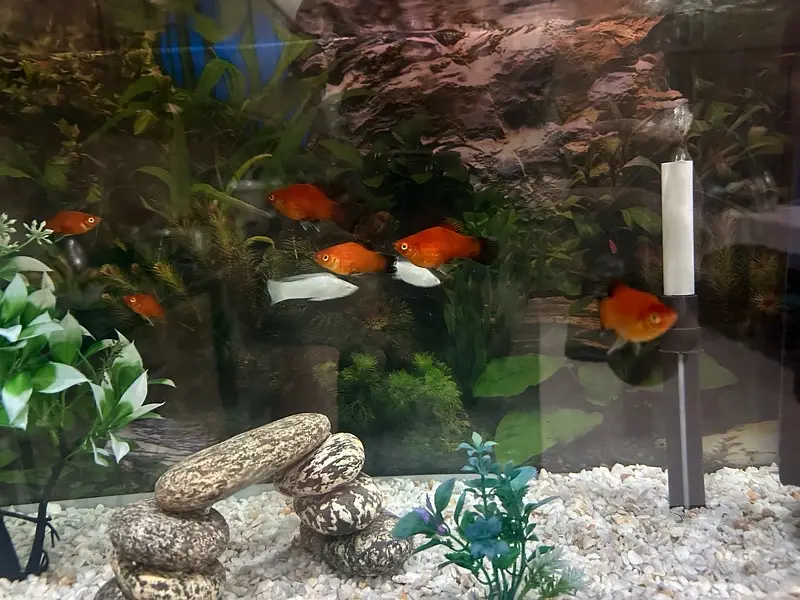 breeder pair molly and platy — photo 4