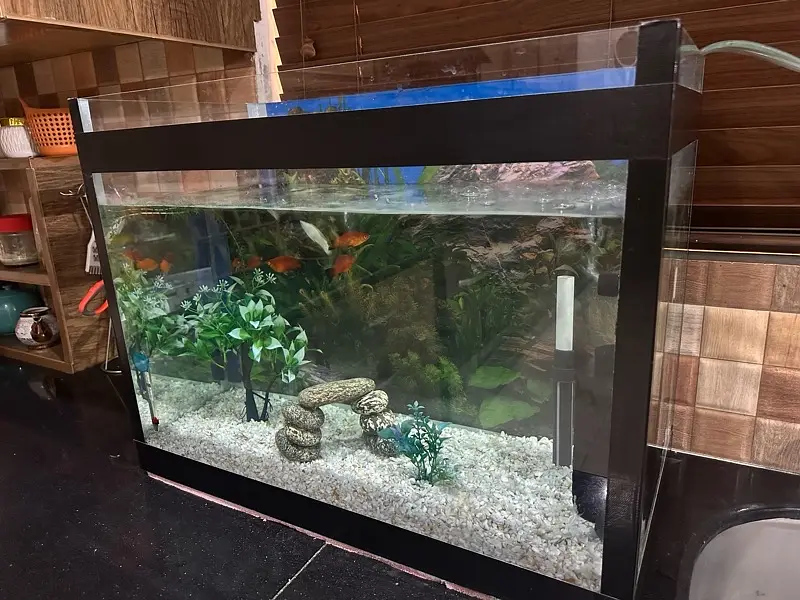 breeder pair molly and platy — photo 5