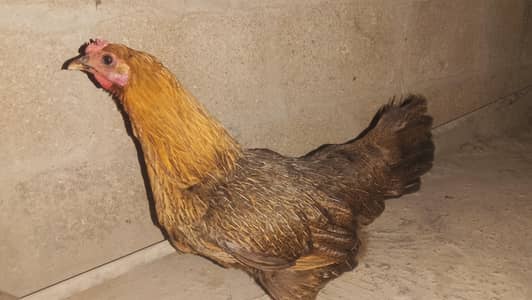 misri hen and very active