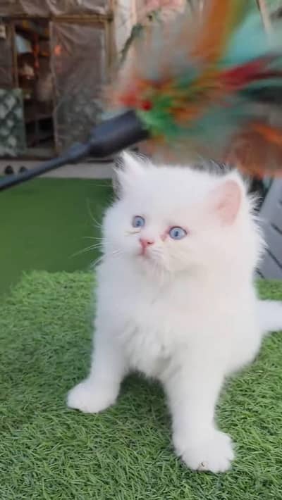 Persian cat for sale 2 month age available