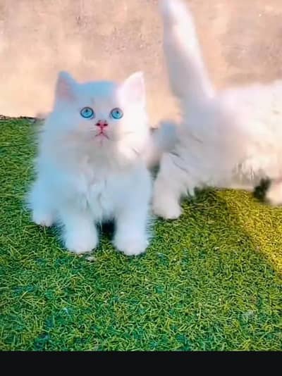 (Persian female kitten) (for sale all) (Pakistan delivery available)