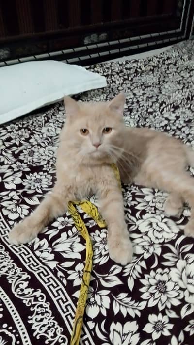 Persian male