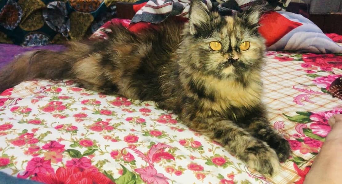 RagDoll 0