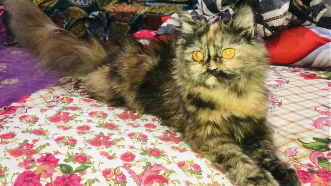 RagDoll 1