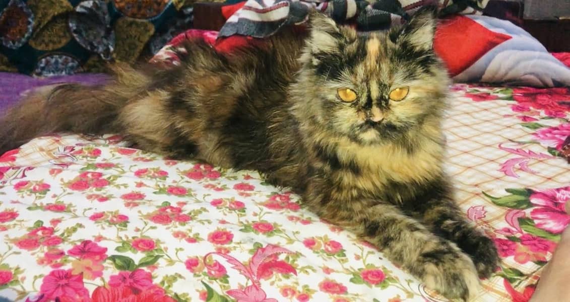 RagDoll 2