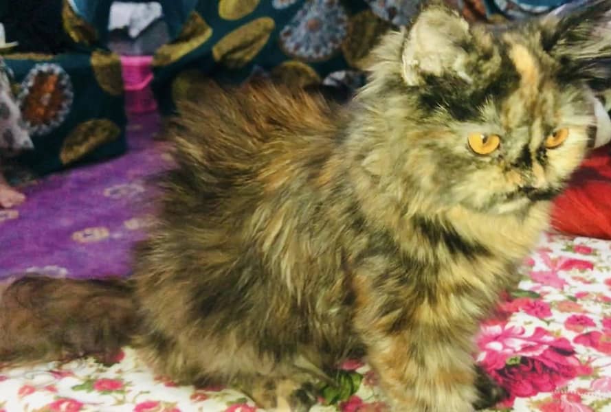 RagDoll 3