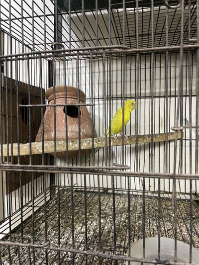 Breeder pair for sale Mini setup for sale
