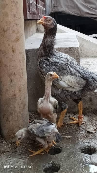 qndari fimale and 2 chiks very healthy and active