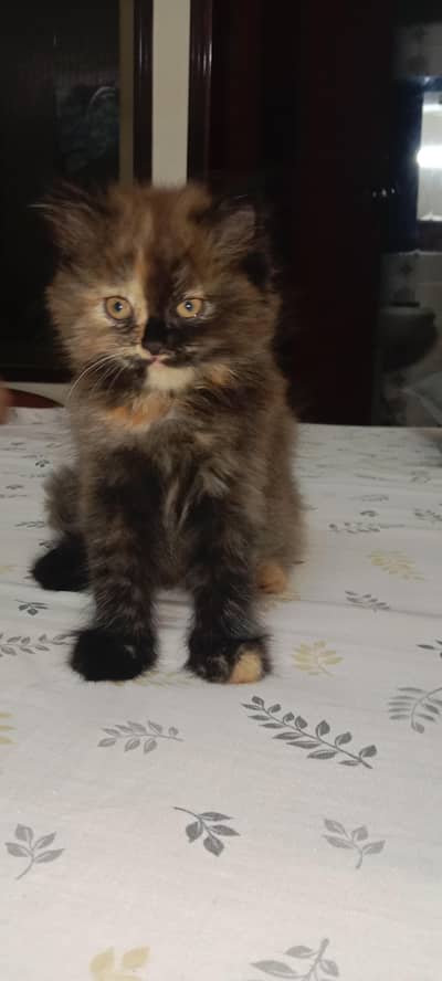 healthy and activ female kitten