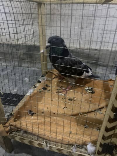 Active pigeons pingra ka sath 1500 ka or khali pigeon 1000