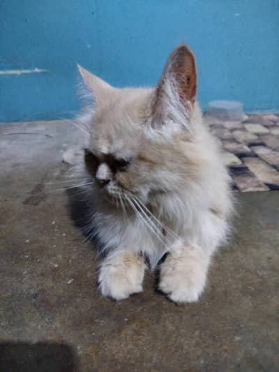White And Brown Female Cat