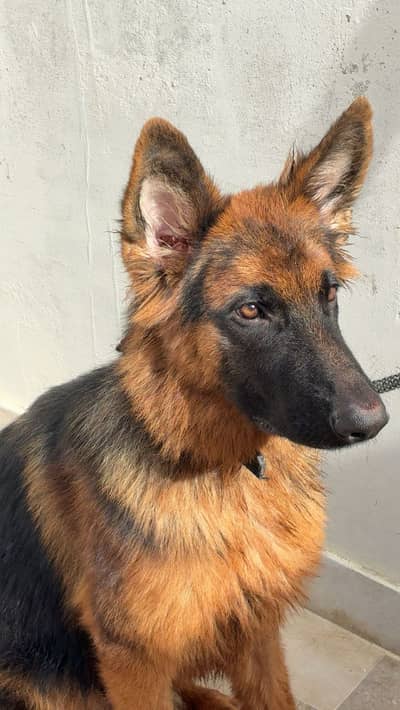 German Shepherd double code