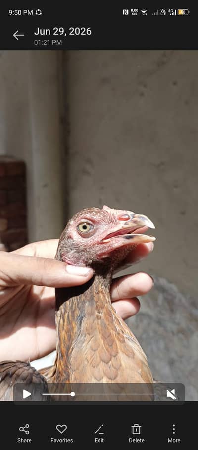 pakoye pathi choras nali m age 7 month 03284063060