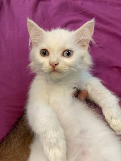 Persian triple coated