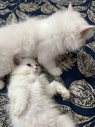 Triple Coat Persian Kittens