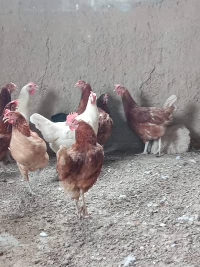 egg laying mix breed Hen available for sale