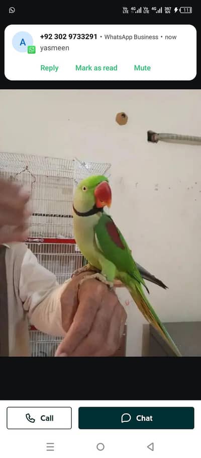 raw parrot for sale and time vaccinations ok ha