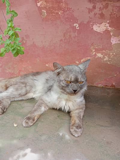 Persian cat