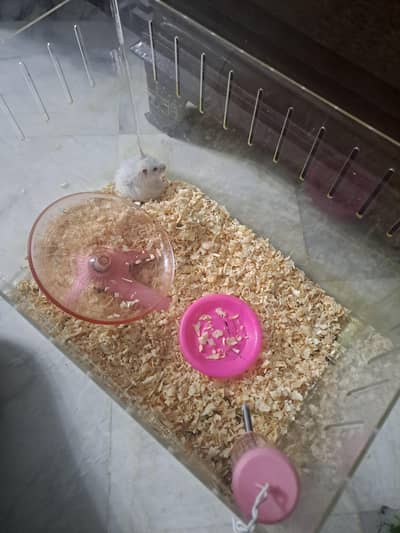 White Hamster with Box, Wheel and Water bottle