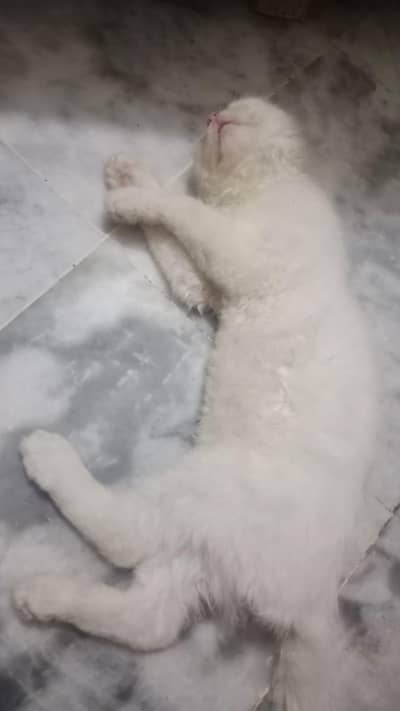 free cat