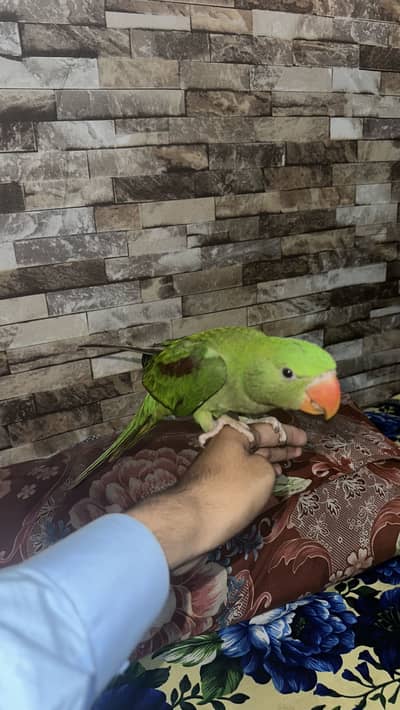Raw parrot