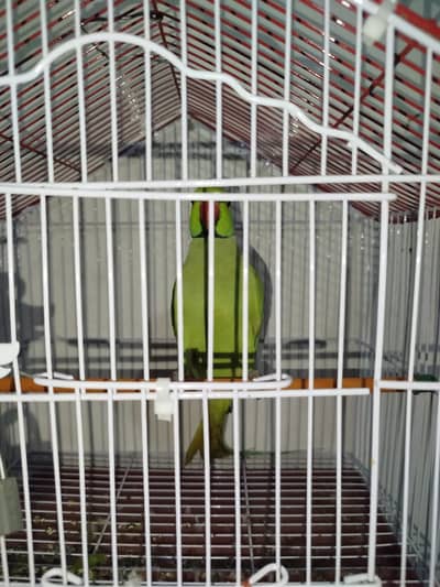 Healthy Male Ringneck Parrot for Sale Tamed with cage