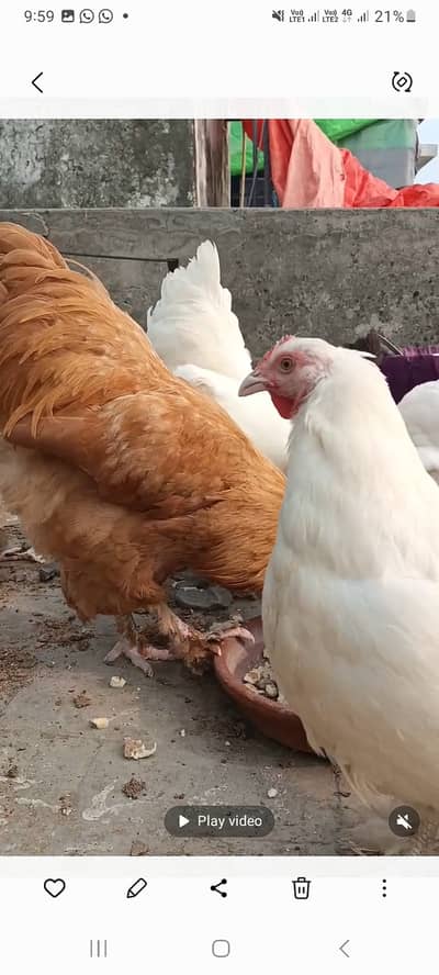 Golden and white heavy buff pairs